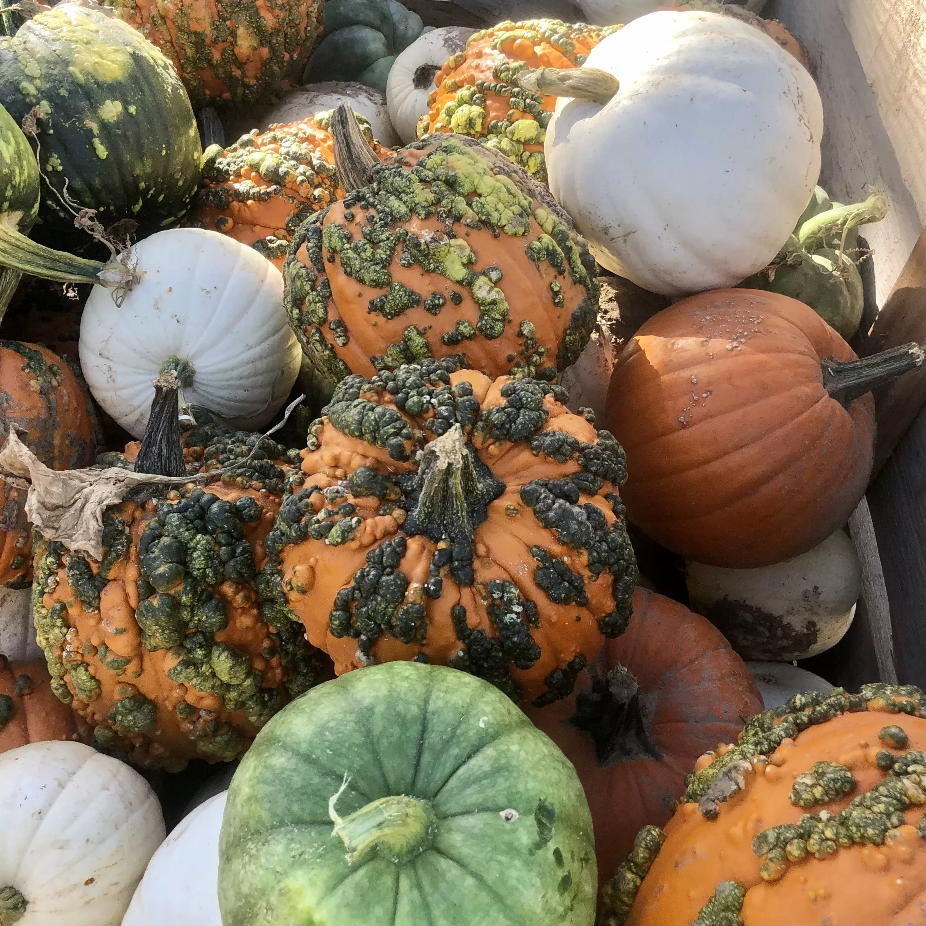 Specialty Pumpkins