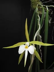 specimen-epidendrum-parkinsonianum-xxl-mounted-established *Specimen - Epidendrum parkinsonianum, XXL/Mounted, Established