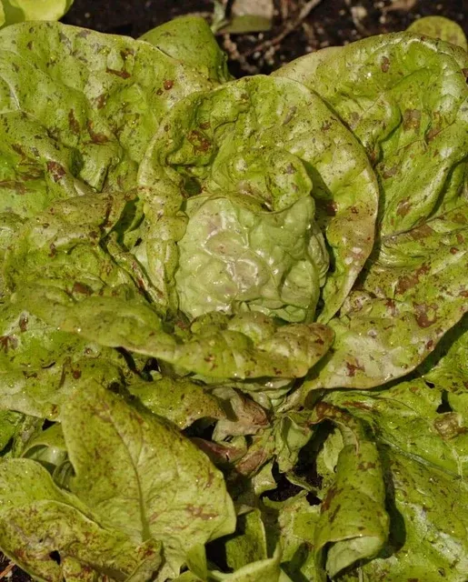 Speckled Butterhead Certified Organic Lettuce