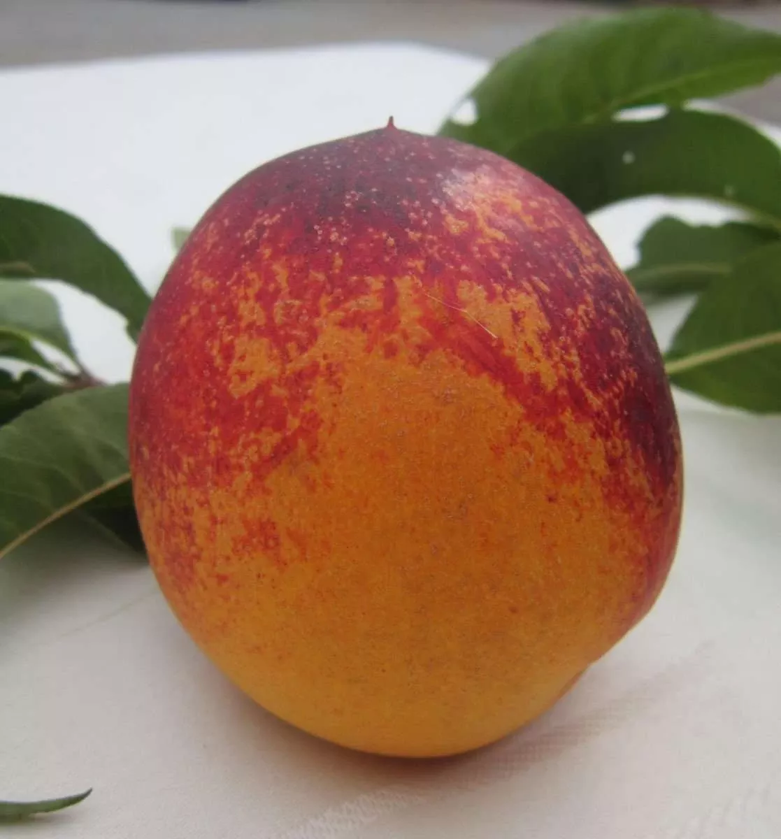 speckled-egg-nectarine Speckled Egg Nectarine