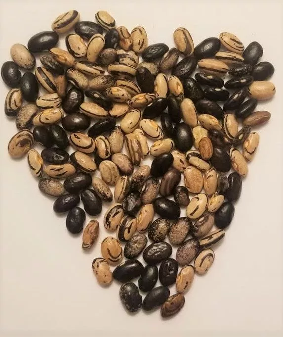 speckled-zebra-bean Speckled Zebra Bean