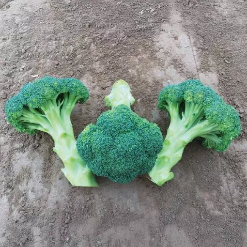 spectre-broccoli-seeds Spectre Broccoli Seeds