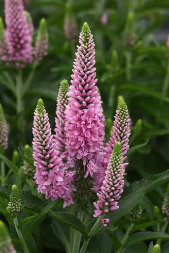speedwell-skyward-pink Speedwell (Skyward Pink)