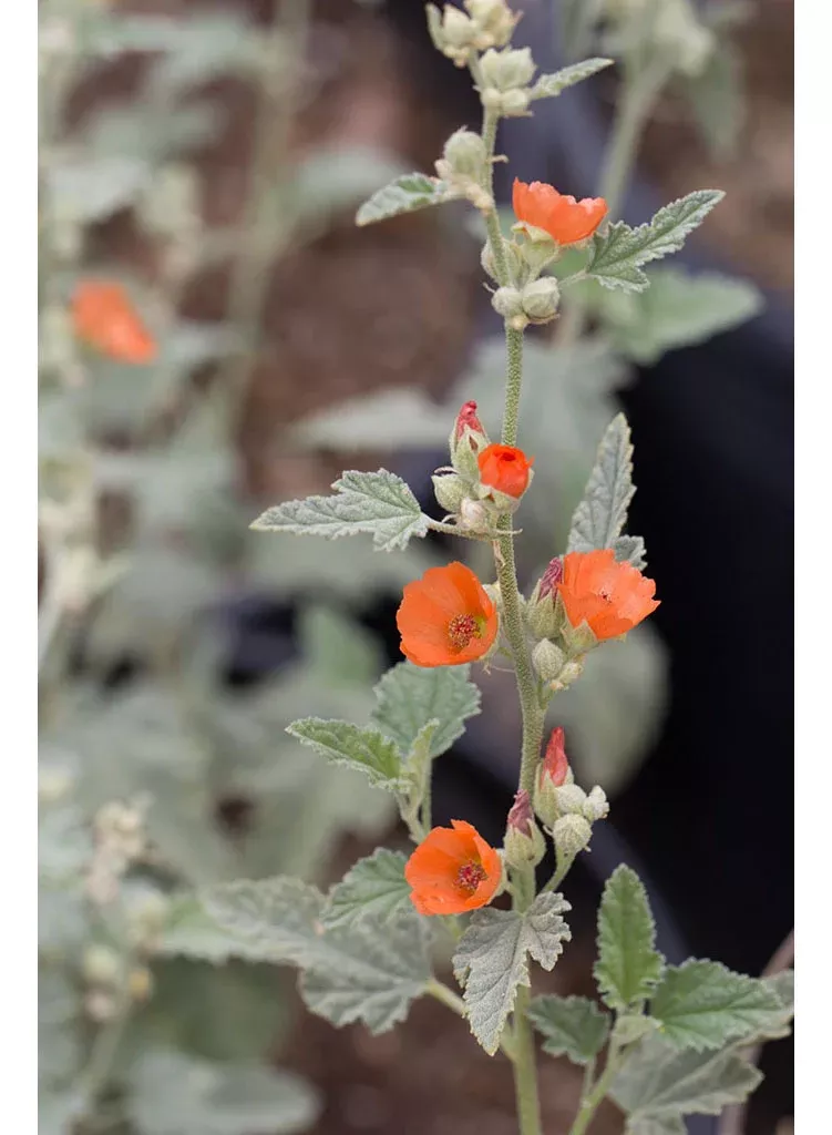 sphaeralcea-ambigua-apricot-mallow-seed Sphaeralcea ambigua - Apricot Mallow (Seed)