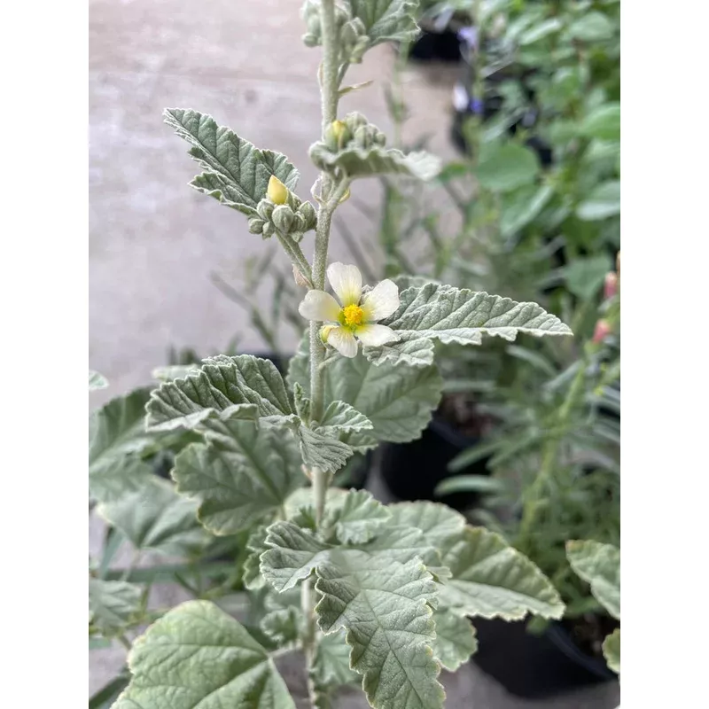 sphaeralcea-sulphurea-guadalupe-island-globemallow Sphaeralcea sulphurea, Guadalupe Island Globemallow