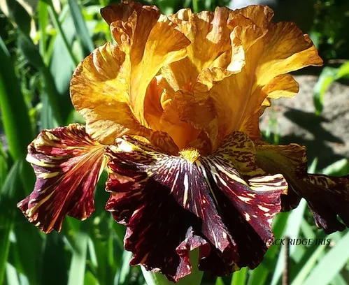 Spiced Tiger