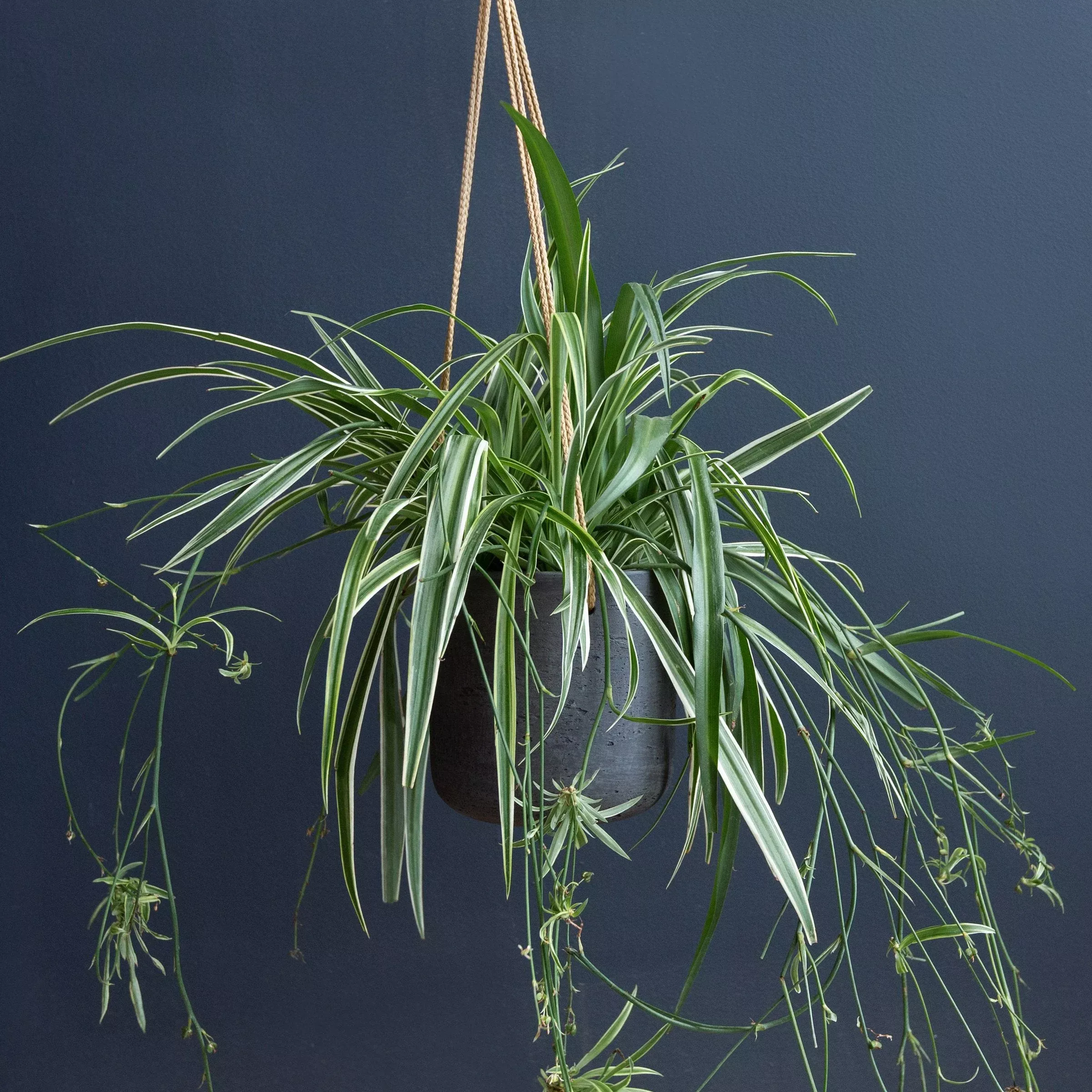 spider-plant-chlorophytum-reverse Spider Plant (Chlorophytum ‘Reverse’)