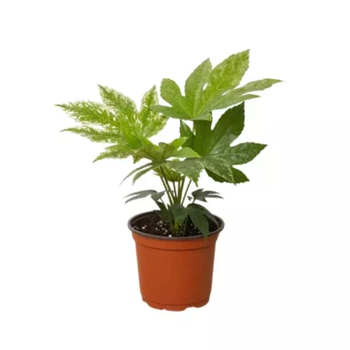 spider-s-web-fatsia 'Spider's Web' Fatsia