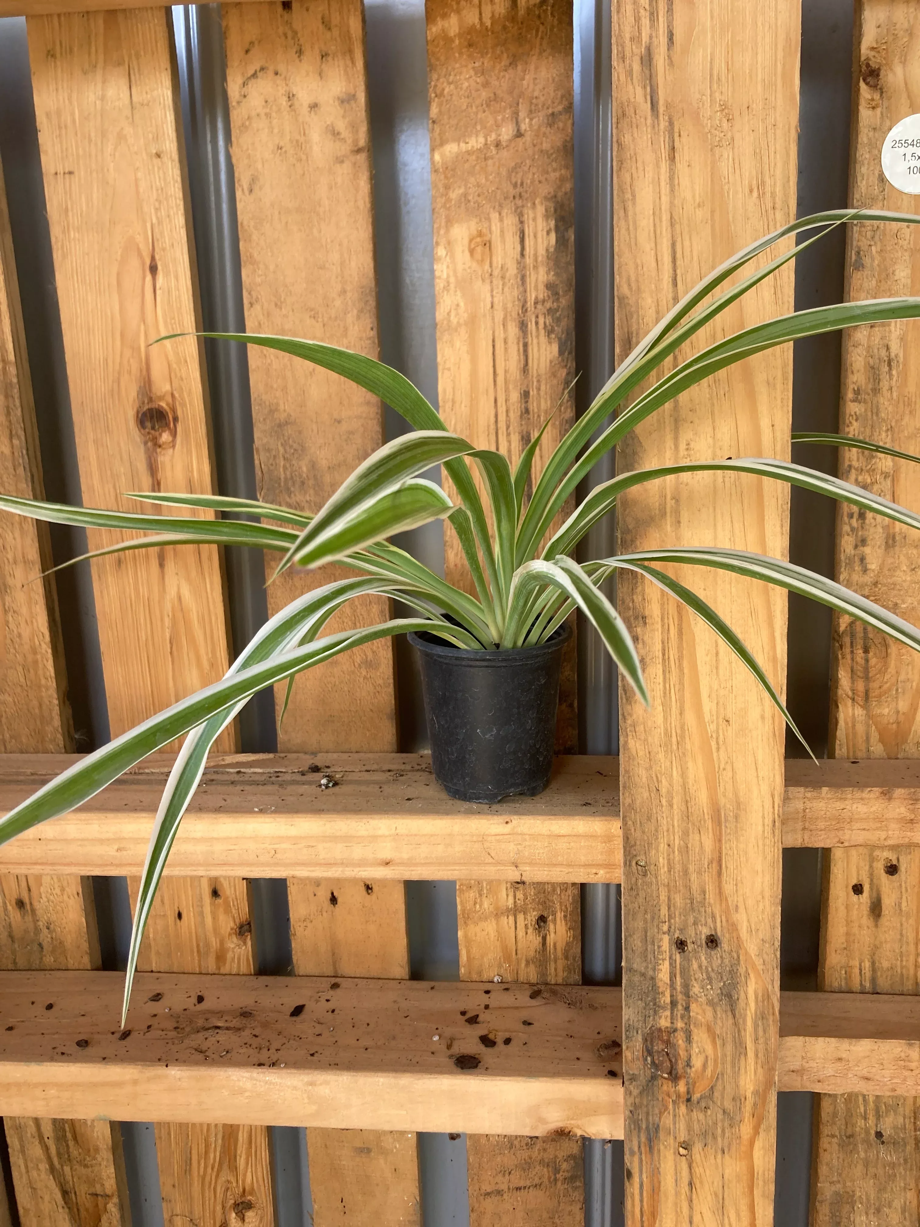 spiderplant Spiderplant