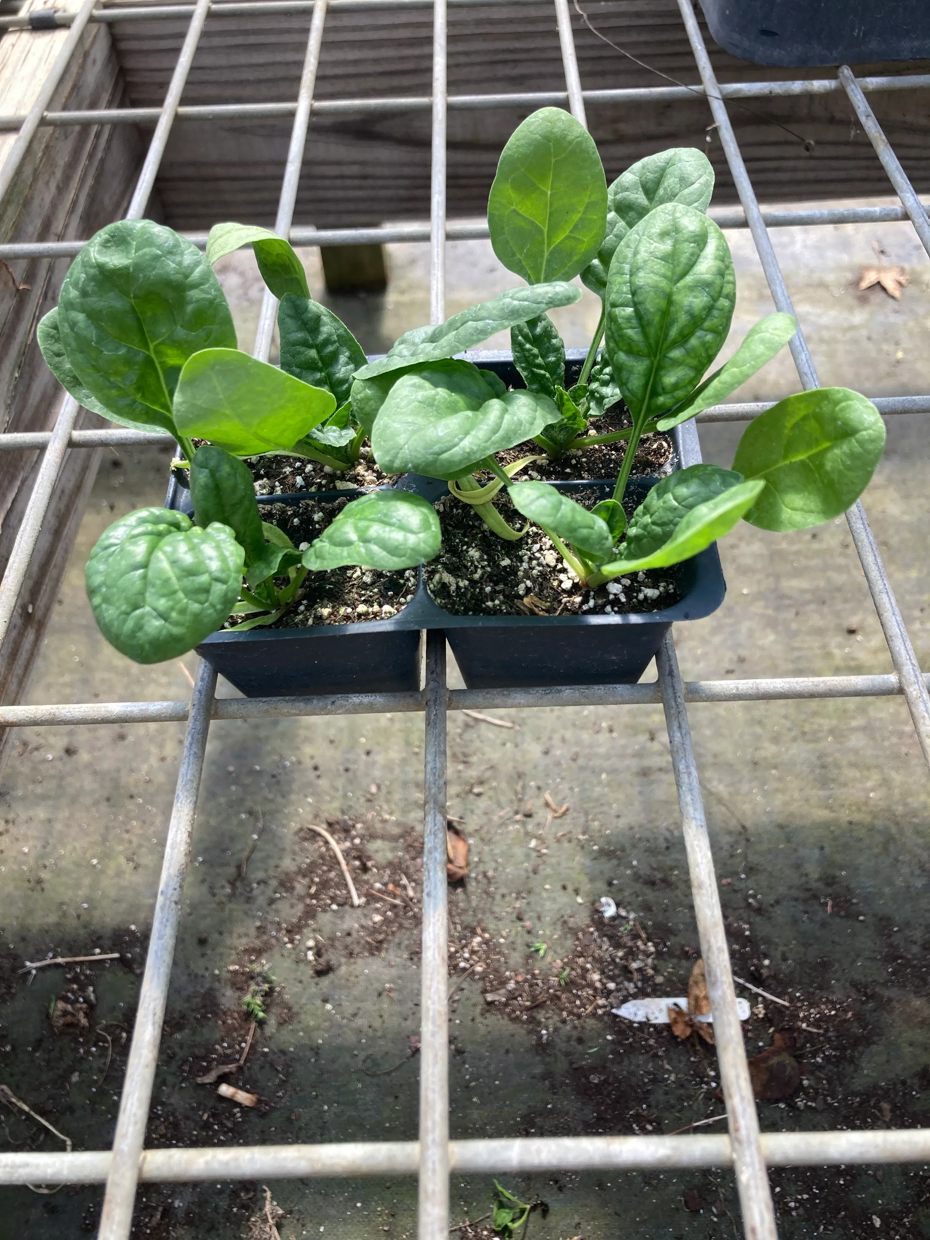 spinach-bloomsdale-long-standing Spinach, Bloomsdale Long Standing