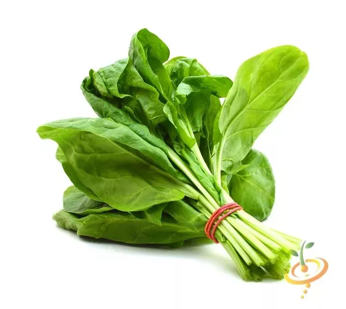 spinach-monstrueux-de-viroflay-seeds Spinach - Monstrueux De Viroflay seeds