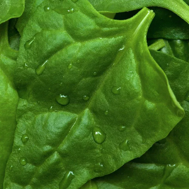 spinach-new-zealand-seeds Spinach - New Zealand seeds