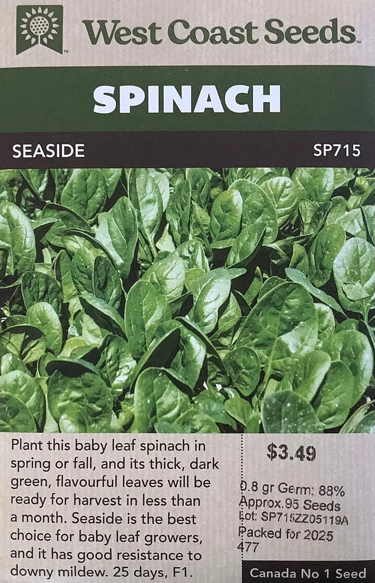 spinach-seaside Spinach: Seaside