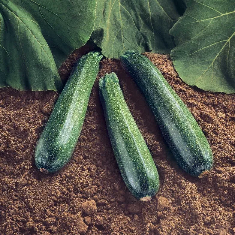 spineless-beauty-hybrid-squash Spineless Beauty Hybrid Squash
