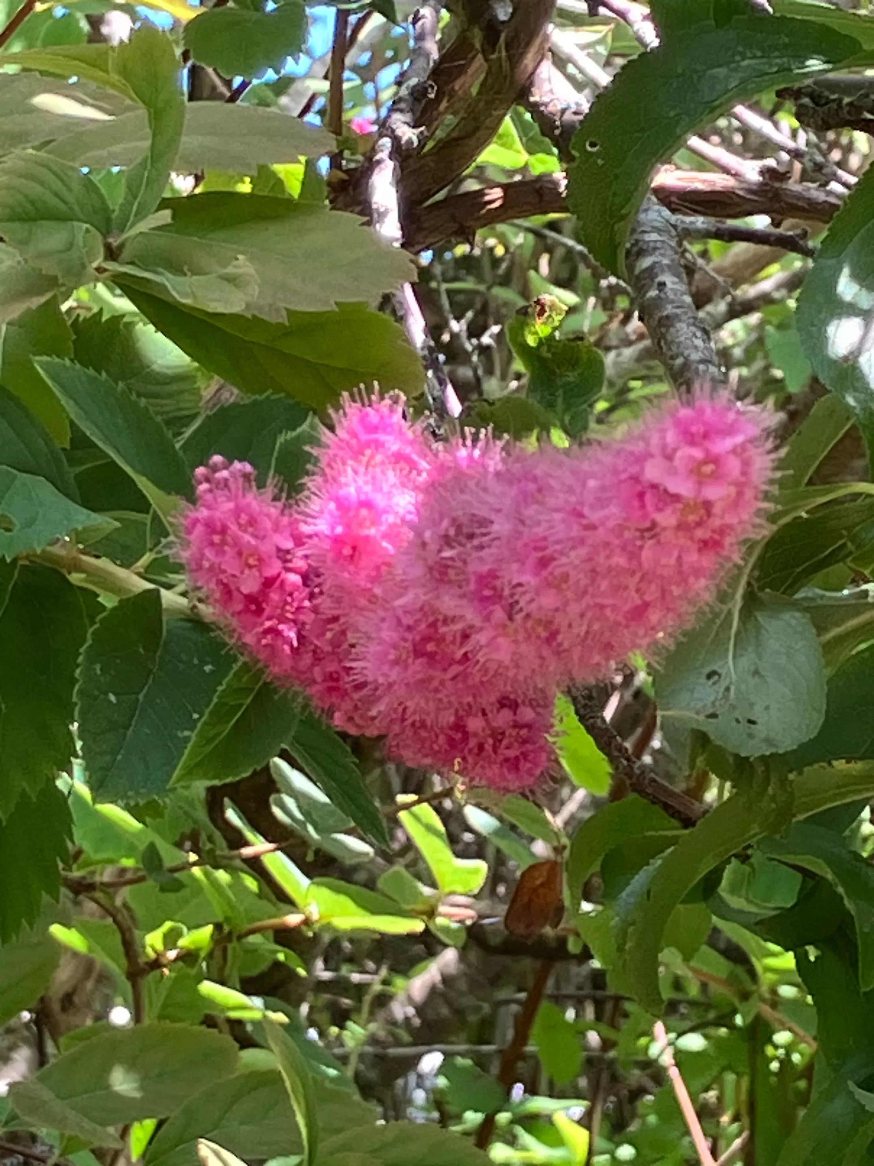spiraea-douglassi-douglas-spirea Spiraea douglassi, Douglas' Spirea