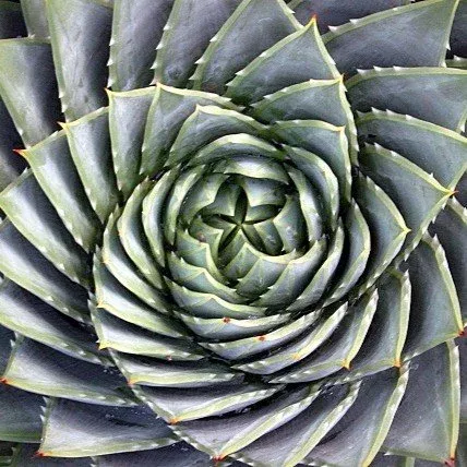 Spiral Aloe