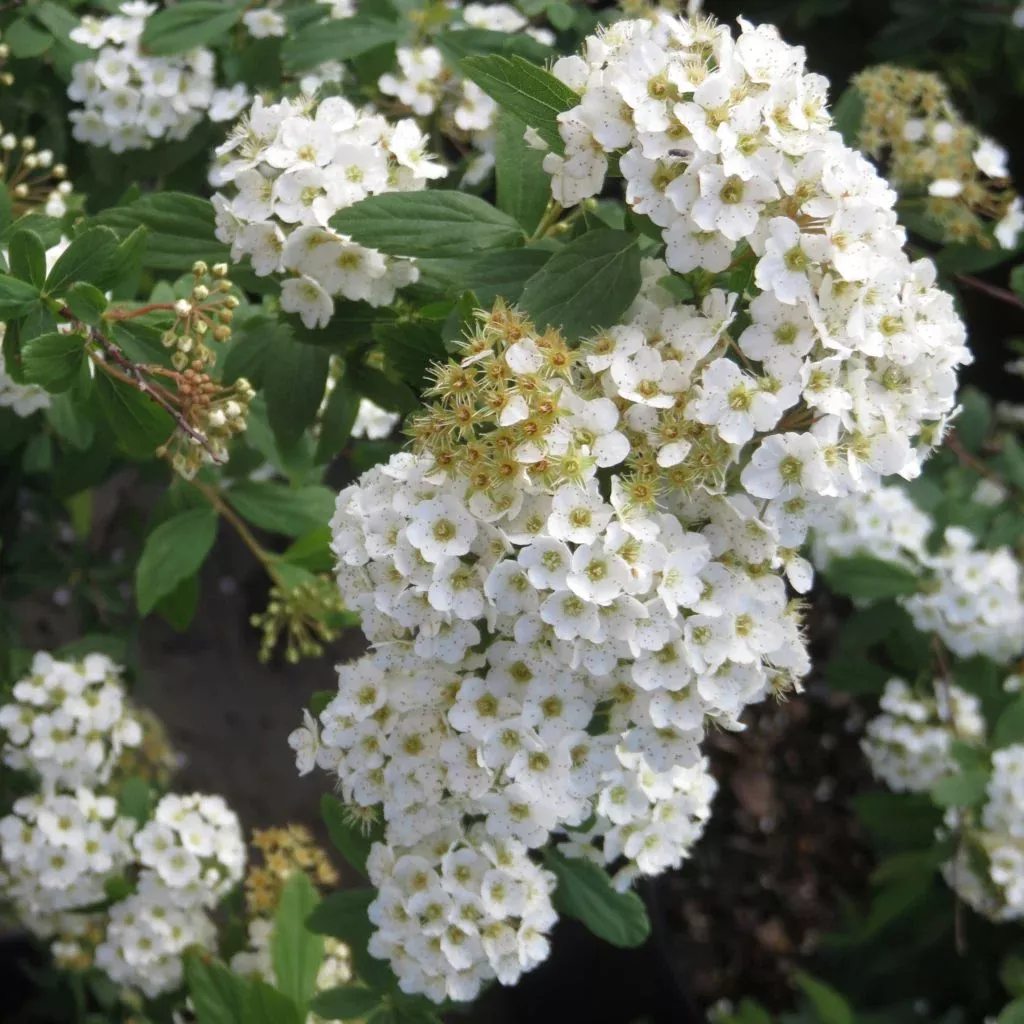 spirea-bridalwreath-2gal-au Spirea:'Bridalwreath' - 2gal (Au)