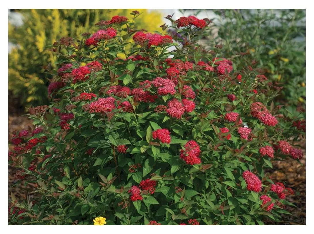 spirea-double-play-doozie-2gal-jf Spirea: 'Double Play Doozie'™ - 2Gal (Jf)