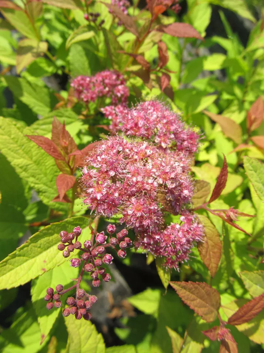 spirea-goldflame-2-gal-bl Spirea: 'Goldflame' - 2 gal (Bl)