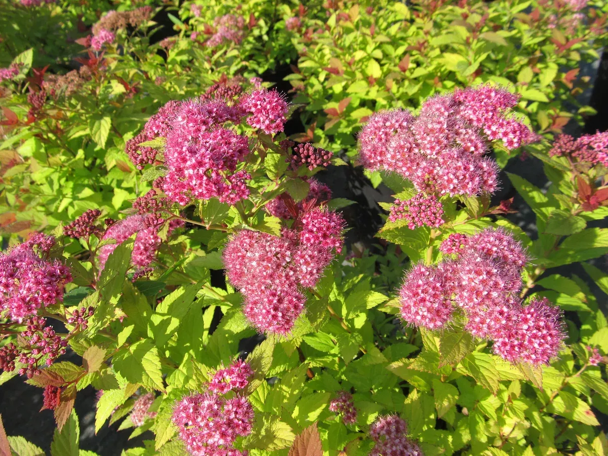 spirea-magic-carpet-2-gal-jf Spirea: 'Magic Carpet' - 2 Gal (Jf)