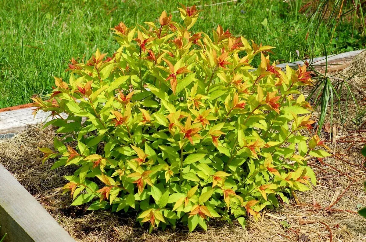 spirea-mini-sunglo-2gal-jf Spirea: 'Mini Sunglo' - 2Gal (Jf)