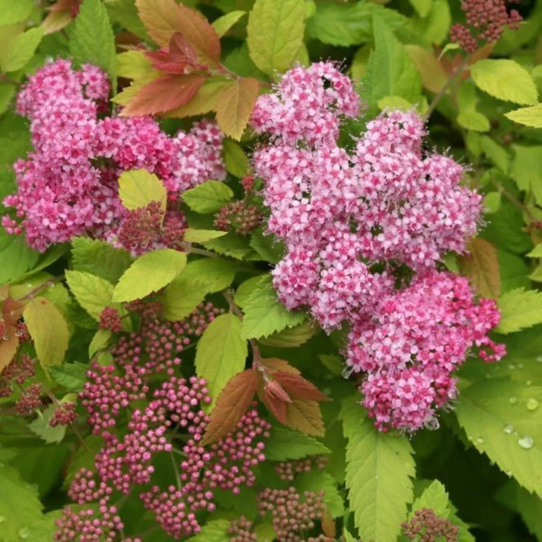 Spirea