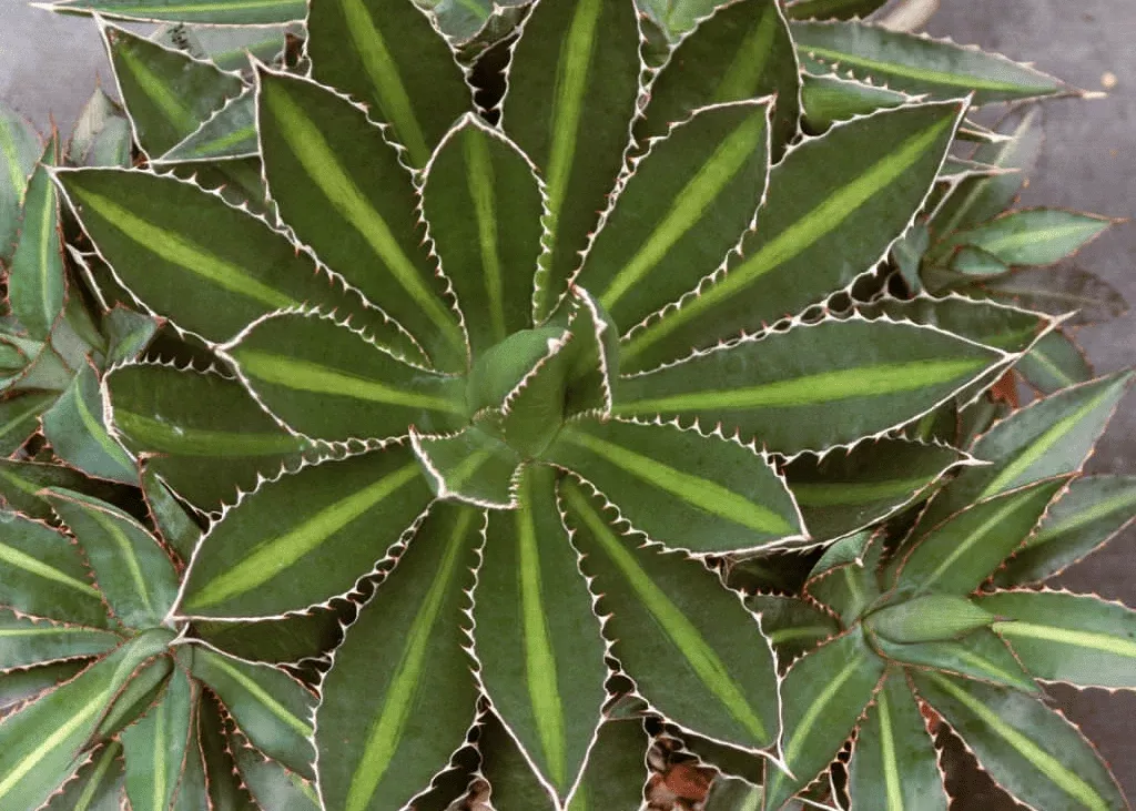Splendida Agave