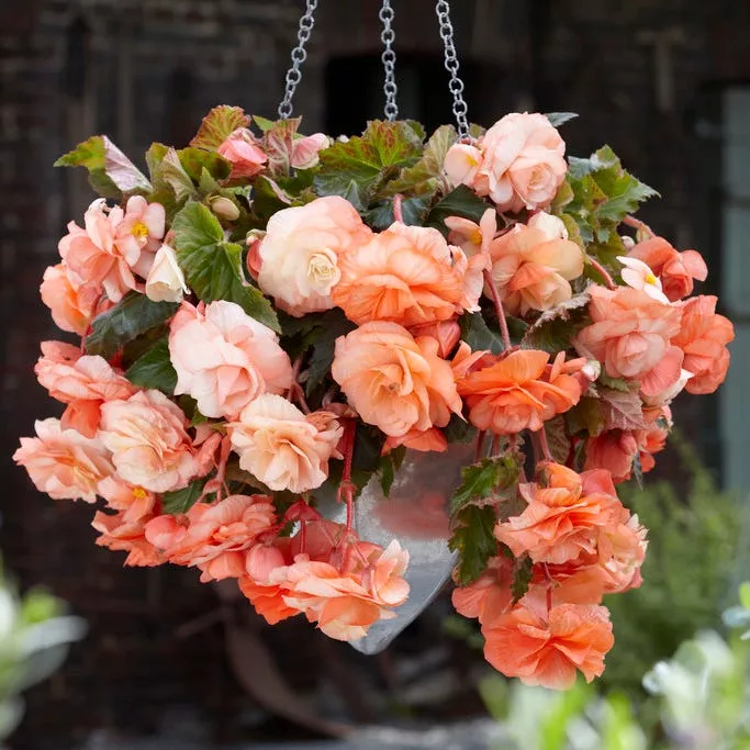 Splendide Ballerina Apricot Cascading Begonia