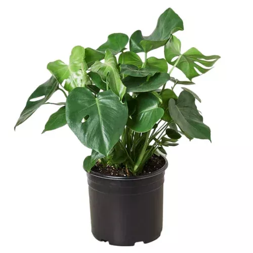 Split Leaf Philodendron