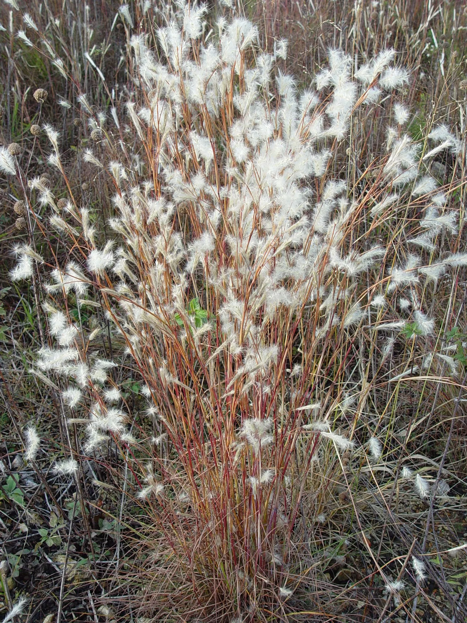 splitbeard-bluestem Splitbeard Bluestem