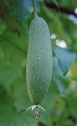 Sponge Gourd-Chickni (Luffa)