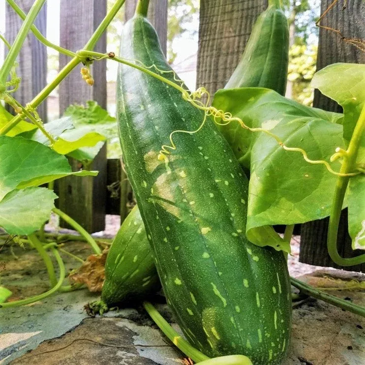 sponge-luffa-gourd Sponge Luffa Gourd