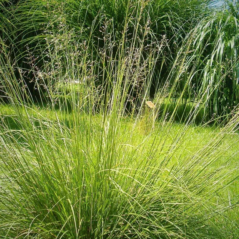 Sporobolus heterolepis - Prairie Dropseed