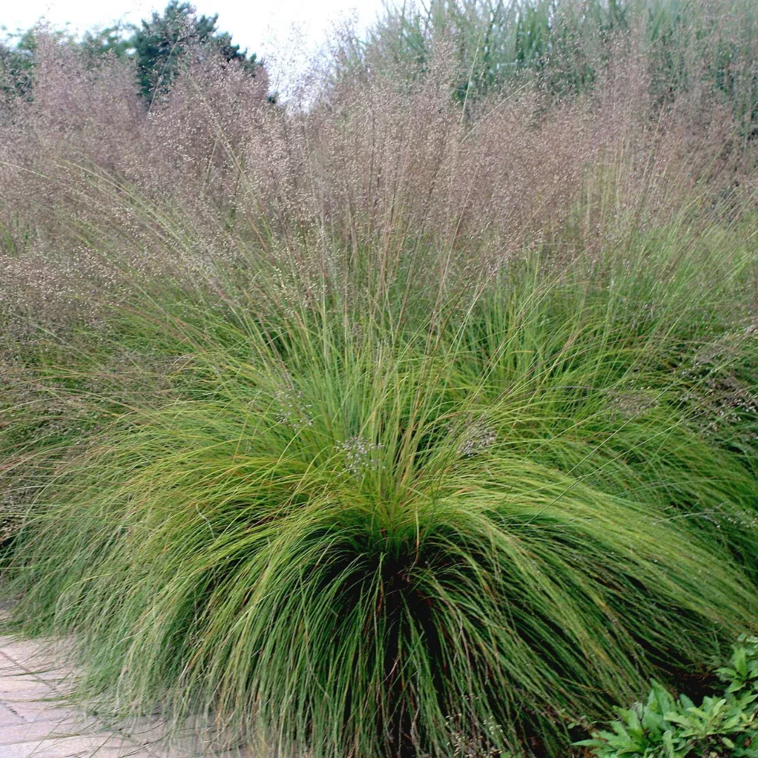 sporobolus-heterolepsis Sporobolus heterolepsis