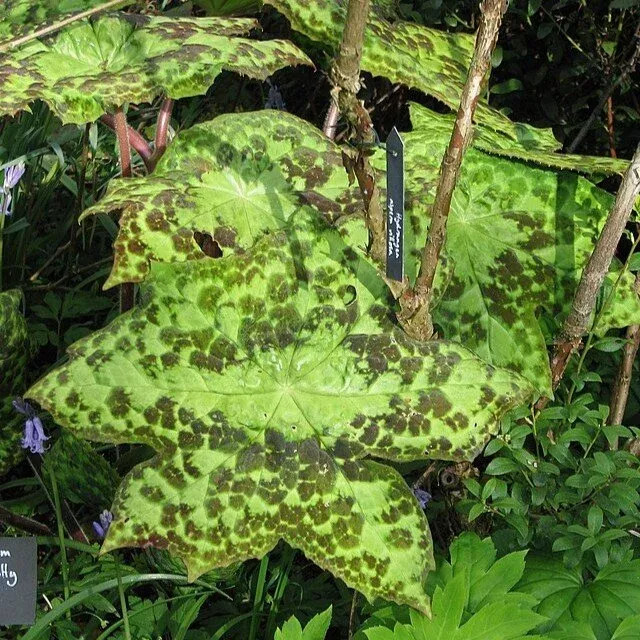 spotty-dotty-mayapple 'Spotty Dotty' Mayapple