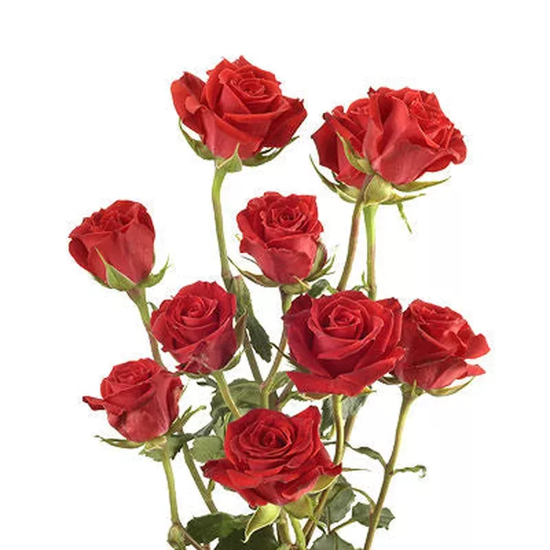 spray-roses-red Spray Roses Red