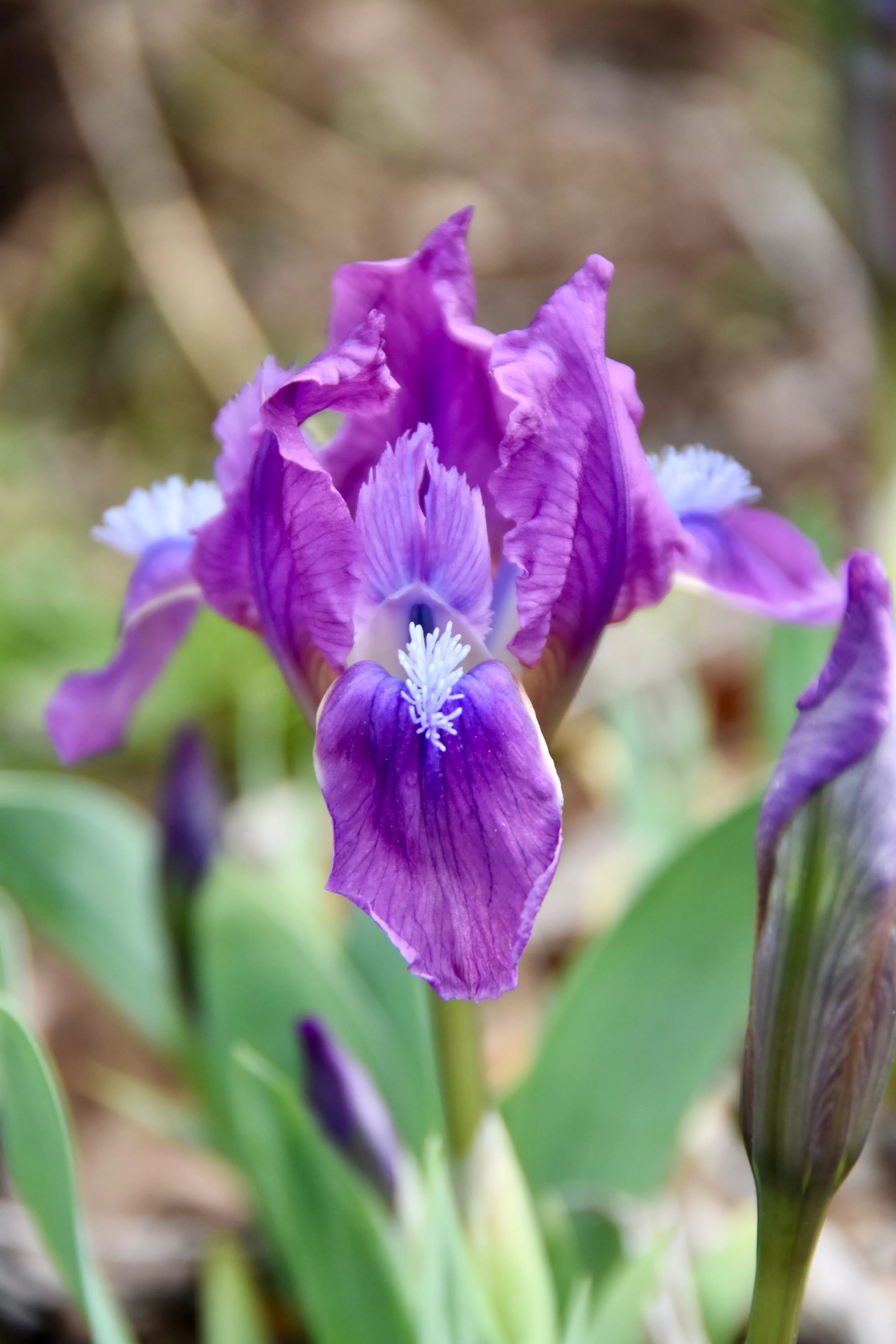 Spring Beacon