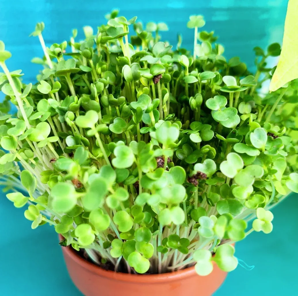 sprouts-microgreens-arugula-seeds Sprouts/Microgreens - Arugula seeds