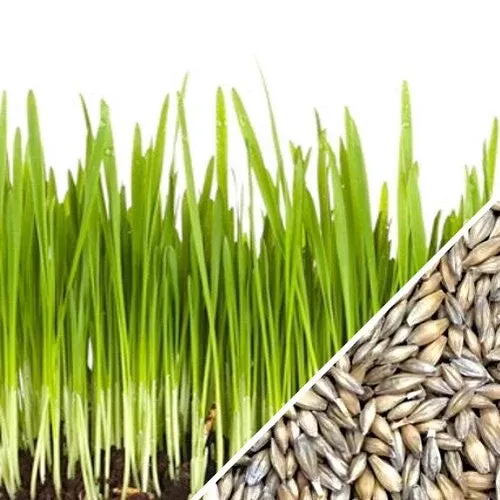 Sprouts/Microgreens - Barley Grass seeds