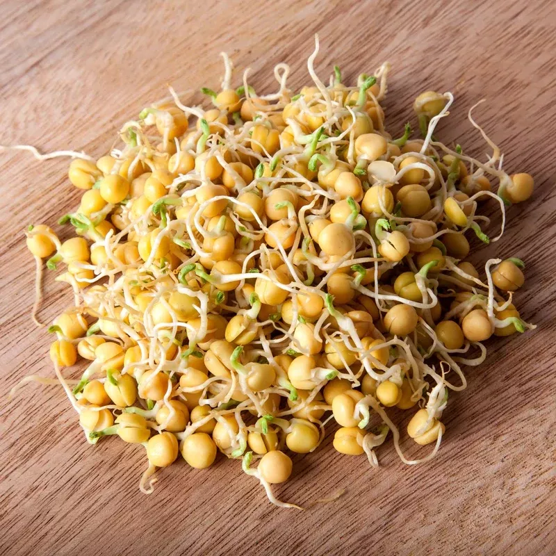 sprouts-microgreens-bean-garbanzo-chickpea-seeds Sprouts/Microgreens - Bean, Garbanzo (Chickpea) seeds