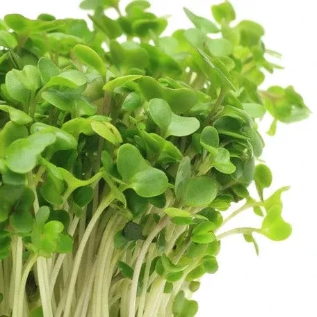 sprouts-microgreens-broccoli-seeds Sprouts/Microgreens - Broccoli seeds