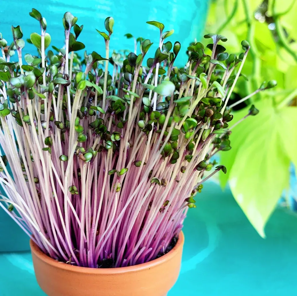 Sprouts/Microgreens - Cabbage, Red seeds