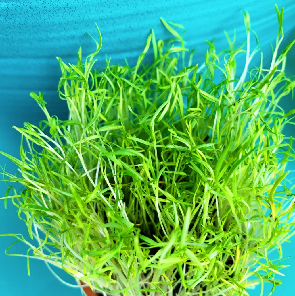 Sprouts/Microgreens - Carrots (Micro) seeds