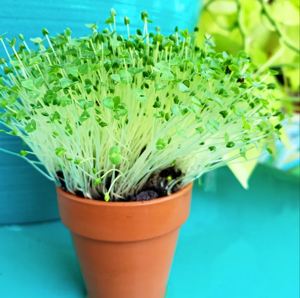 Sprouts/Microgreens - Chia, Black seeds
