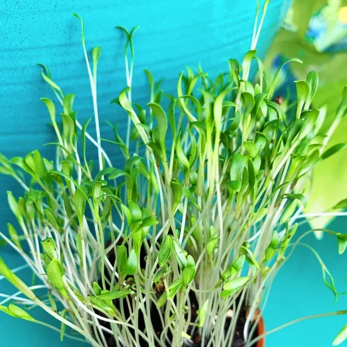 Sprouts/Microgreens - Cilantro/Coriander Splits seeds