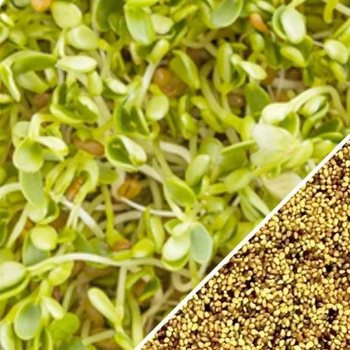 sprouts-microgreens-clover-red-crimson-seeds Sprouts/Microgreens - Clover, Red Crimson seeds