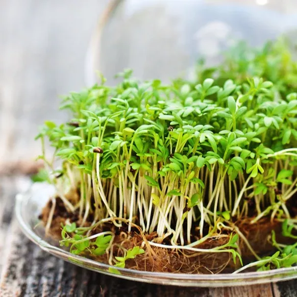 sprouts-microgreens-cress-seeds Sprouts/Microgreens - Cress seeds