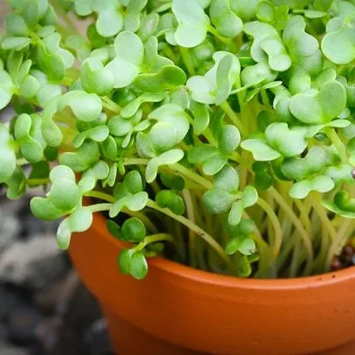 Sprouts/Microgreens - Mustard, Mizuna (Green) seeds