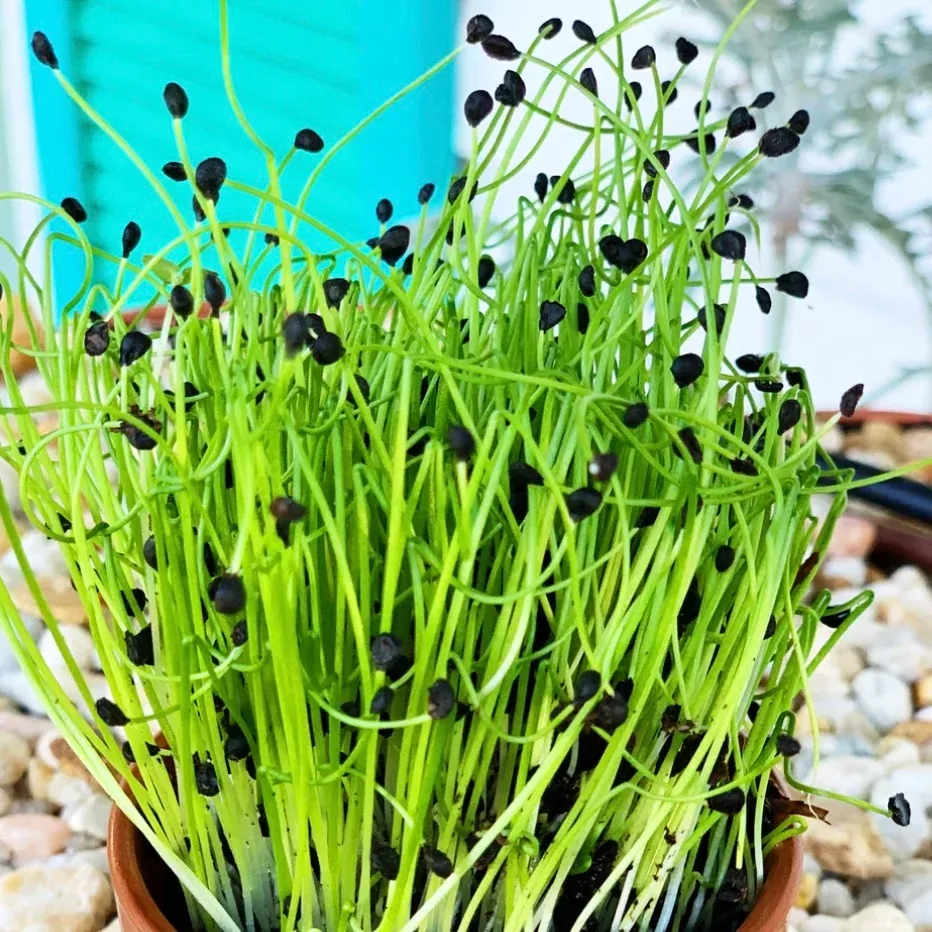 Sprouts/Microgreens - Onion seeds