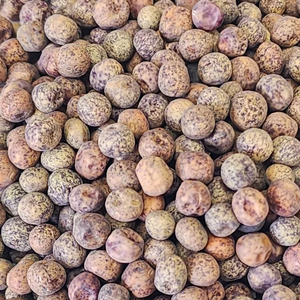 Sprouts/Microgreens - Pea, Brown Speckled seeds